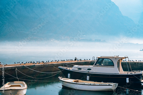 Seagull on boat moorage. Close-up. In Montenegro, the Adriatic Sea