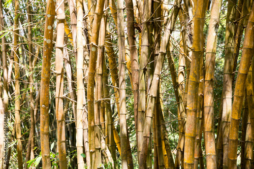 Tropical undergrowth plants in forest on Sri Lanka