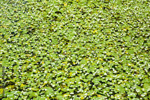 Green plants background, tropical park, Sri Lanka