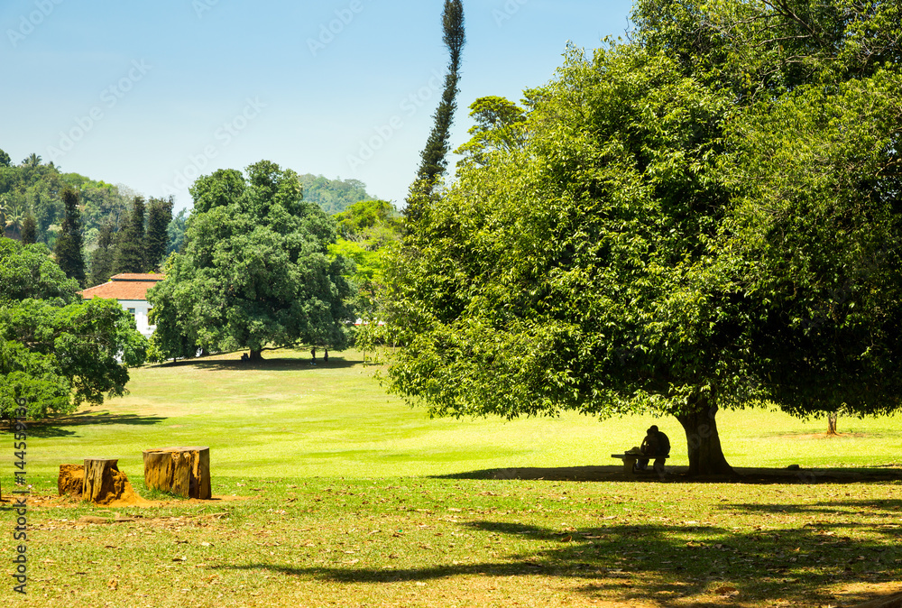 Fototapeta premium Green meadow and nature in village on Sri Lanka