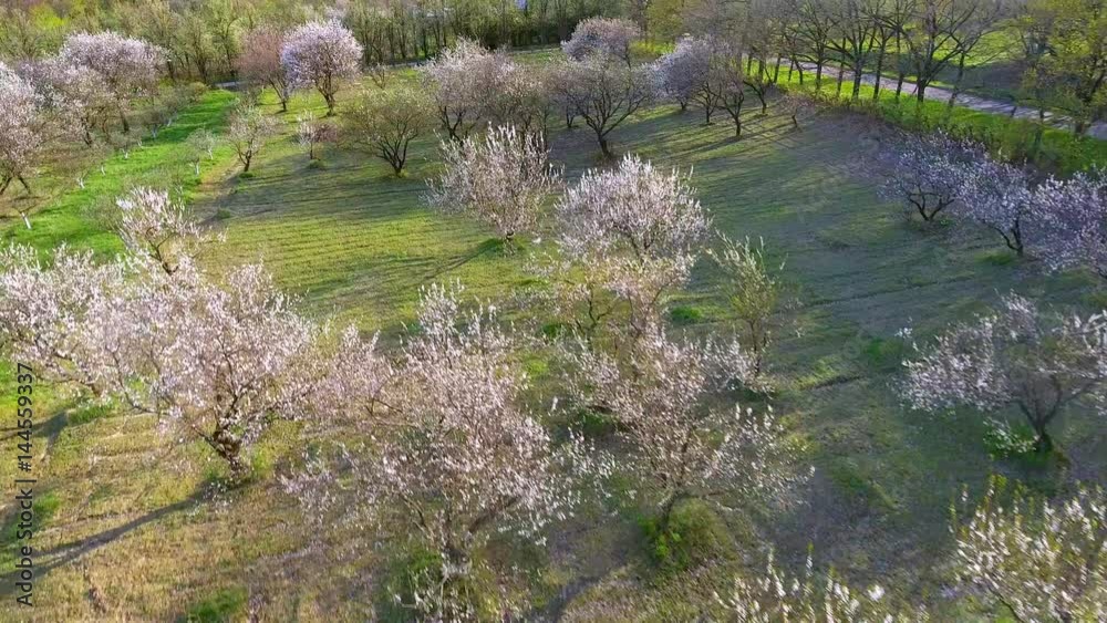 trees in springtime. sunshine light. flying. aerial view trees in springtime. sunshine light. flying. aerial view