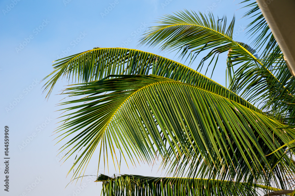 Green palm branch, blue sky on background, Ceylon