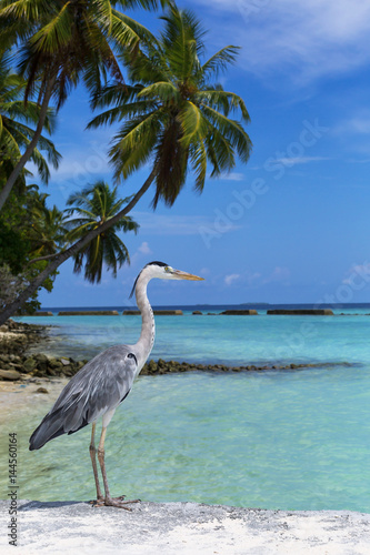 Grey maldivian heron © photopixel