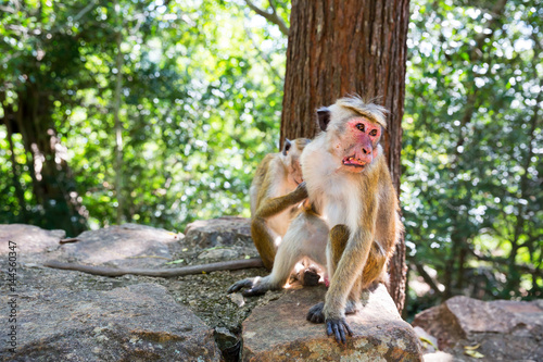 Monkeys sitting on stone, fruit thieves on Ceylon © Nomad_Soul