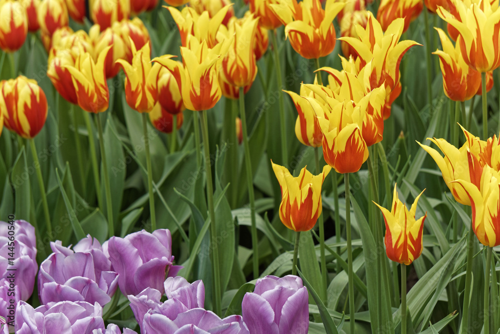 Fototapeta premium tulip field in spring, closeup