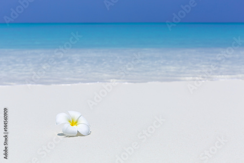 white plumeria flower on sandy pristine beach