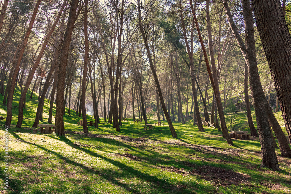 Fototapeta premium Bosque natural Cañada de las Hazadillas