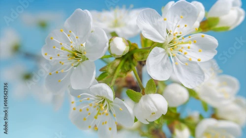 Timelapse of cherry flowers blooming on a sky background. 4k Video. photo