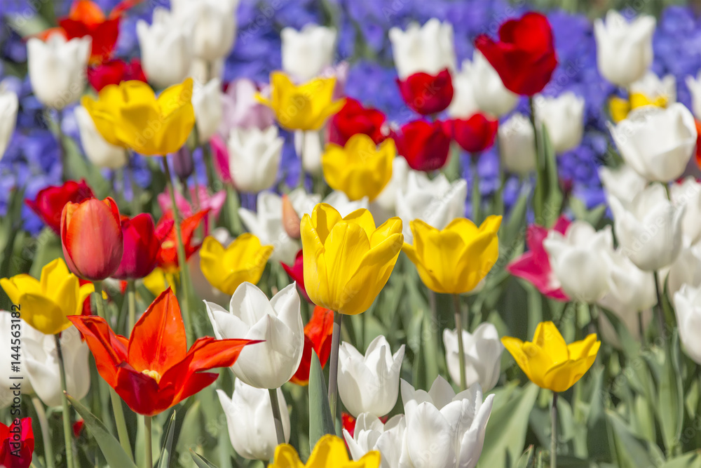 Tulip Tulip