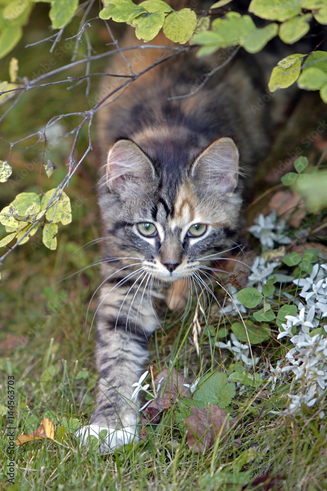 Cute Tabby Kitten playing outside, hiding in bushes.