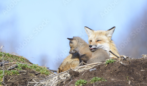 Fox and baby