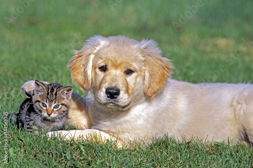 Golden Retriever puppy and tabby kitten together on grass. © rima15