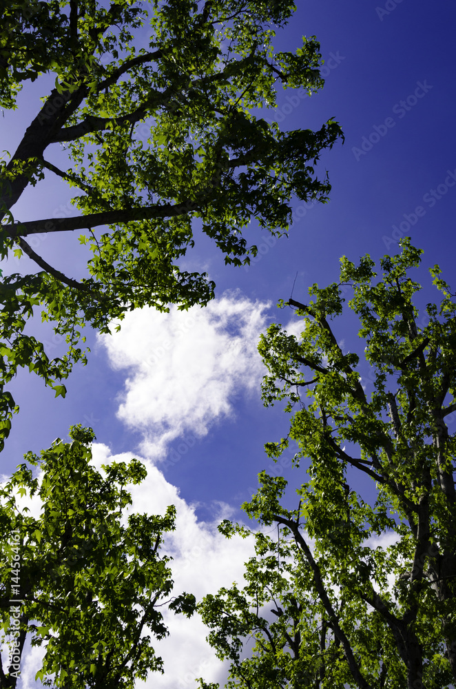 Fototapeta premium Early Summer Maple Trees