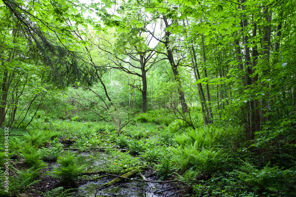 Fern grows thick in the wet spring forest Fern grows thick in the wet spring forest