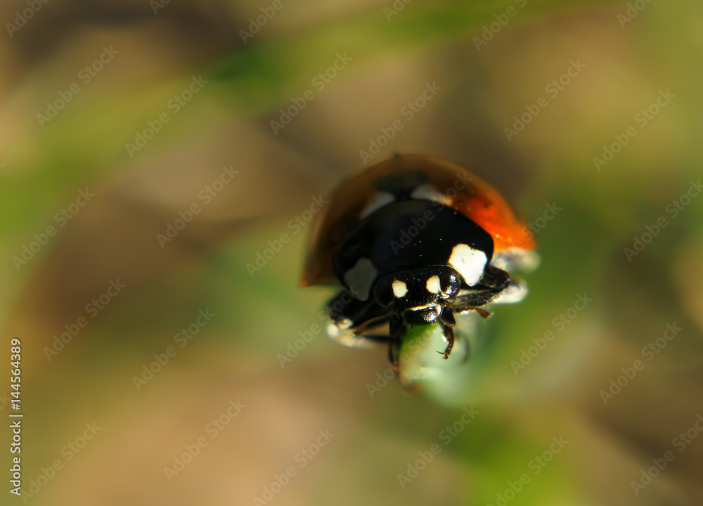 Fototapeta premium Ladybug red climbing up the green grass and looking at camera