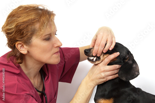 Veterinary doctor examines the dog teeth dachshund breed