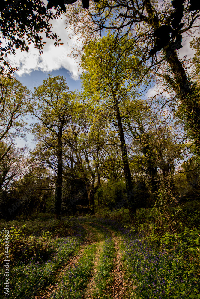 Bluebell wood Hampshire uk