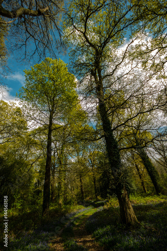 Bluebell wood Hampshire uk
