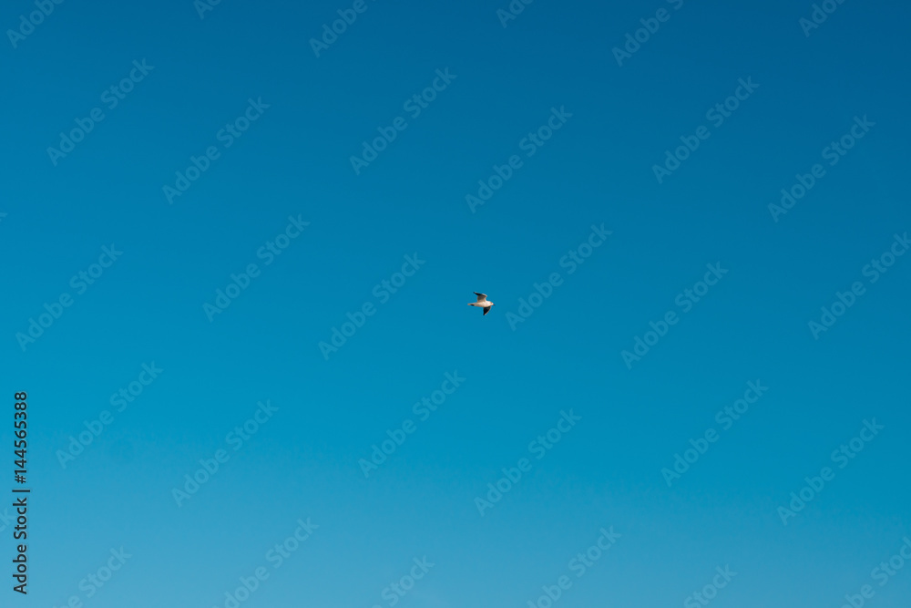 Seagull flying in the sky. Montenegro, Adriatic sea