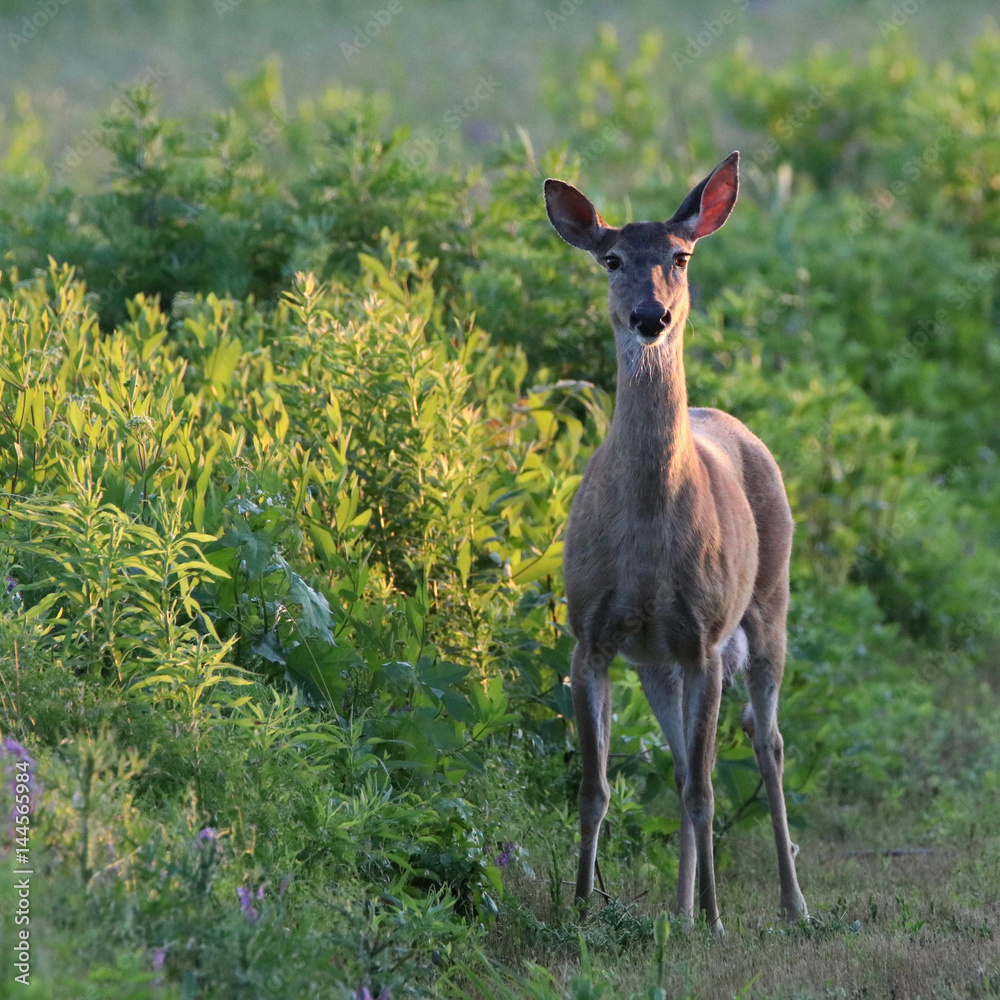 Fototapeta premium Doe 