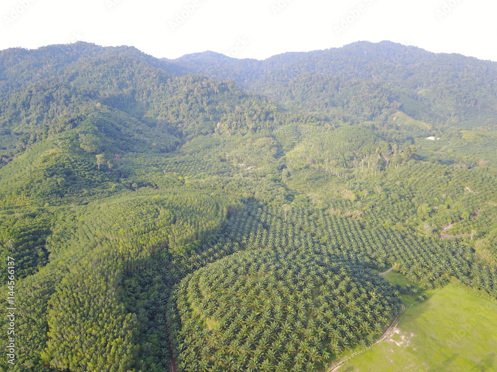 Aerial drone photo of oil palm plantations in thailand