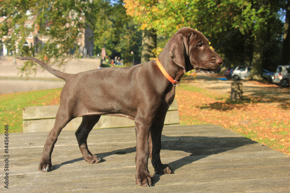 German Shorthaired Pointer Puppy German Shorthaired Pointer Puppy