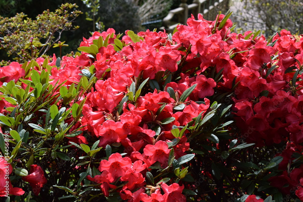 flower flower