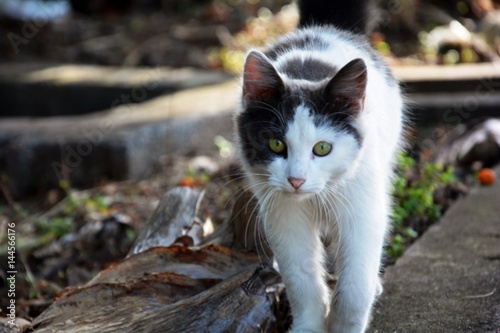 Gato malhado de olhos verdes photo