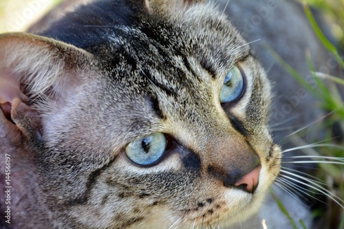 Gato de olhos azuis