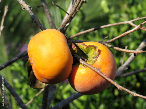 Pomar de Caqui photo