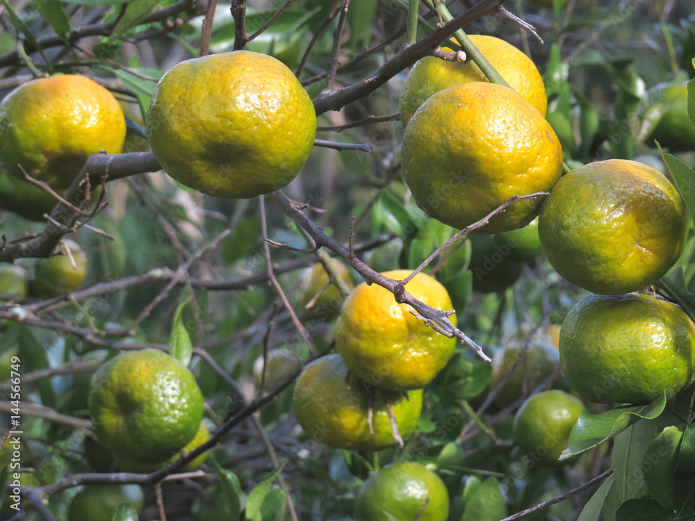 Tangerinas Tangerinas