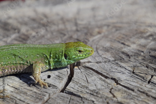 An ordinary quick green lizard. Lizard on the cut of a tree stump. Sand lizard  lacertid lizard