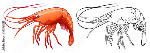 Animal outline for shrimp