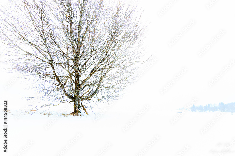 Obraz premium Baum