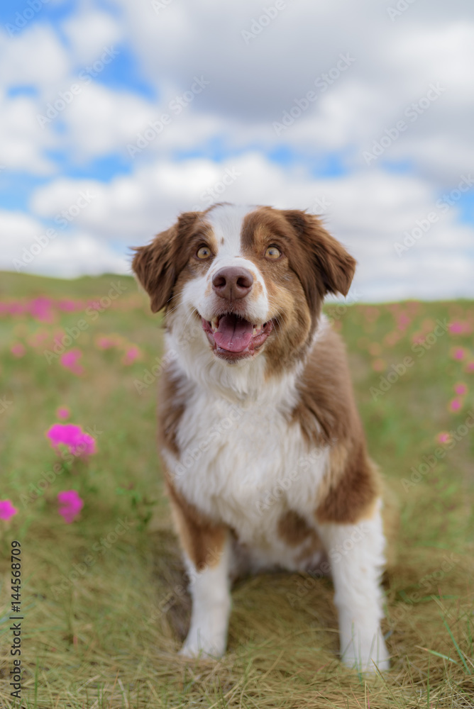 Healthy Young Dog Grinning Goofily in Meadow with Clouds