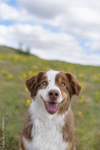 Fototapeta Naklejka Na Ścianę i Meble -  Smiling Dog On A Cheerful Spring Day