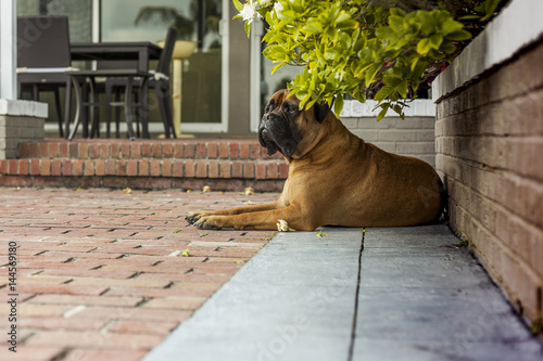 Bullmastiff dog safe keeping the house. Florida. USA photo
