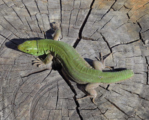 An ordinary quick green lizard. Lizard on the cut of a tree stump. Sand lizard, lacertid lizard photo