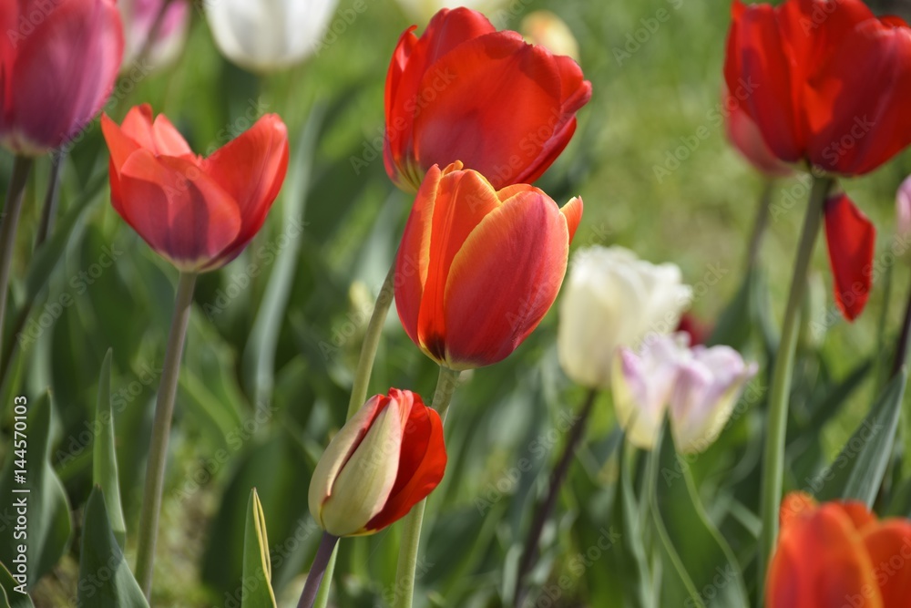 Wiese mit bunten Blumen Wiese mit bunten Blumen