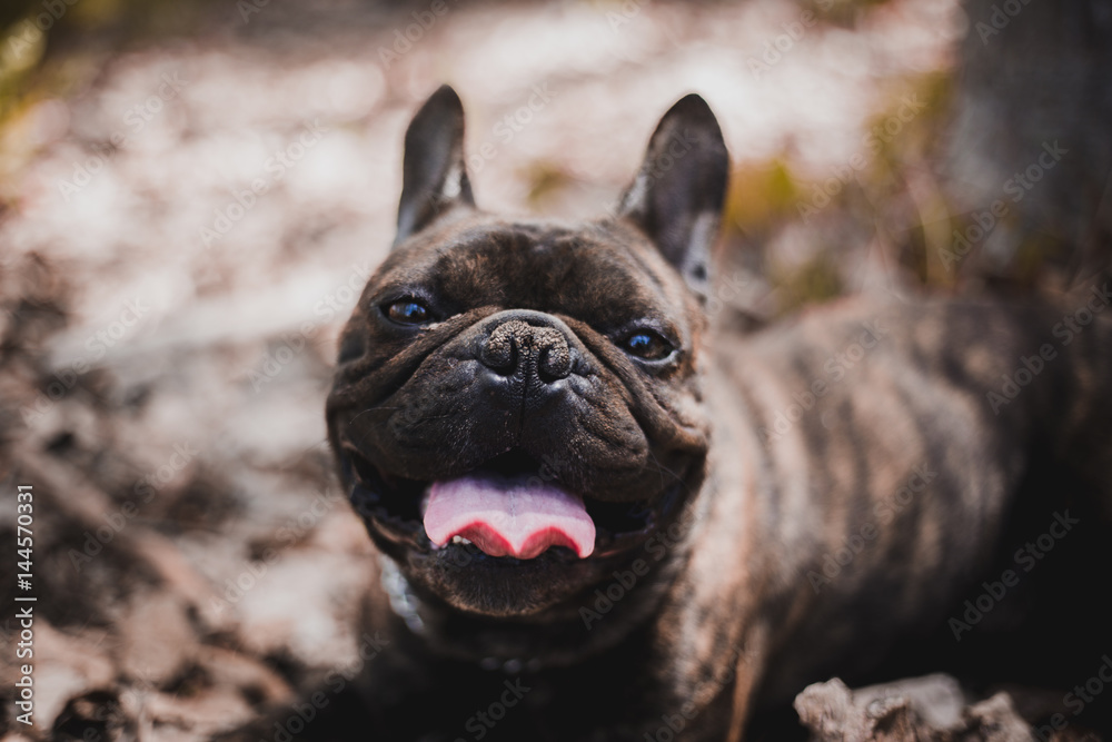 French Bulldog in the nature