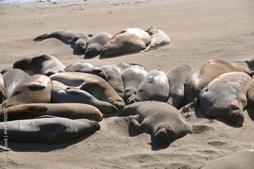 Fototapeta premium Sea Lions Nappin