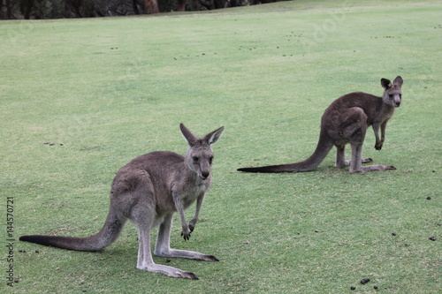 Meeting with the kangaroo