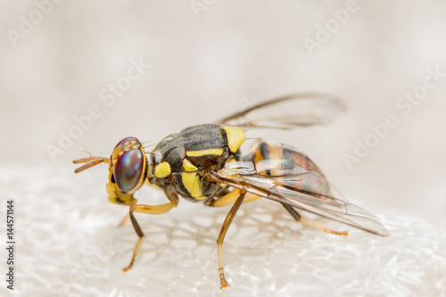 Close up photos of Drosophila melanogaster photo