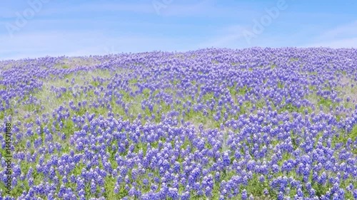 POV. Point view of a beautiful wild flower bluebonnets beside a road in Texas.