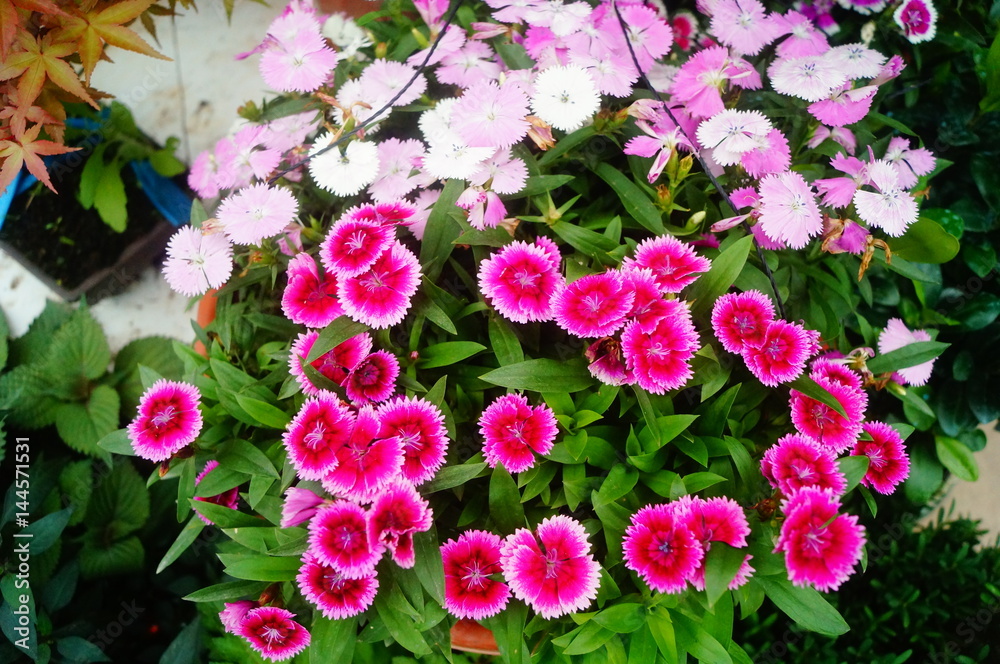 Beautiful flowers