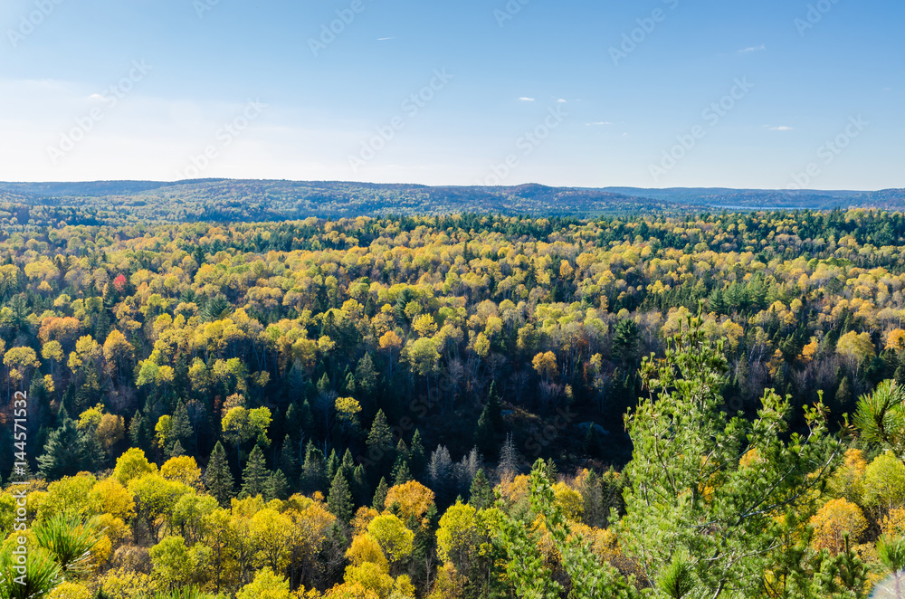 Colorful trees