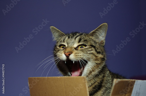 Katze springt aus der Box und lacht oder singt