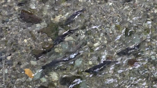 Course of salmon fish to spawn against the current of water in Alaska. Beautiful rest and tourism in a cool climate. Unique picture of nature in America.