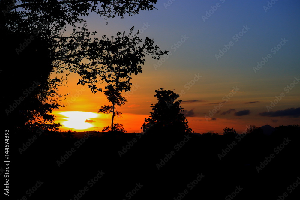 tree and branch silhouette  at sunset in sky beautiful landscape