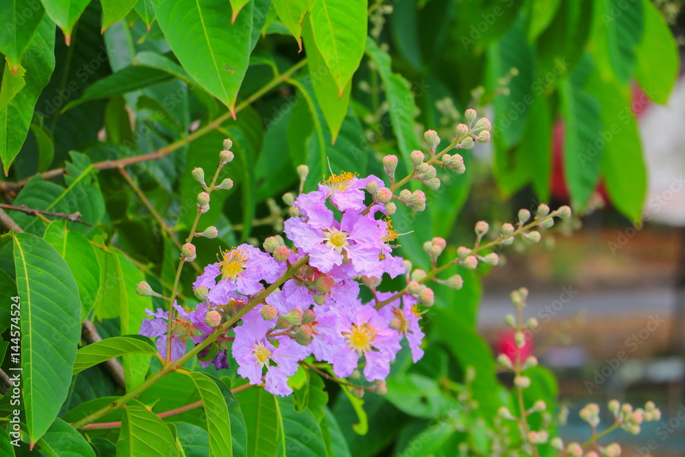 Queen's flower, Lagerstroemia macrocarpa Wall. purple beautiful on tree Queen's flower, Lagerstroemia macrocarpa Wall. purple beautiful on tree